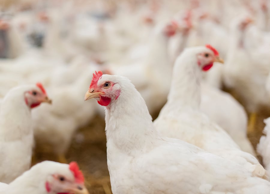 Challenges of Sanitizing Poultry Processing Equipment